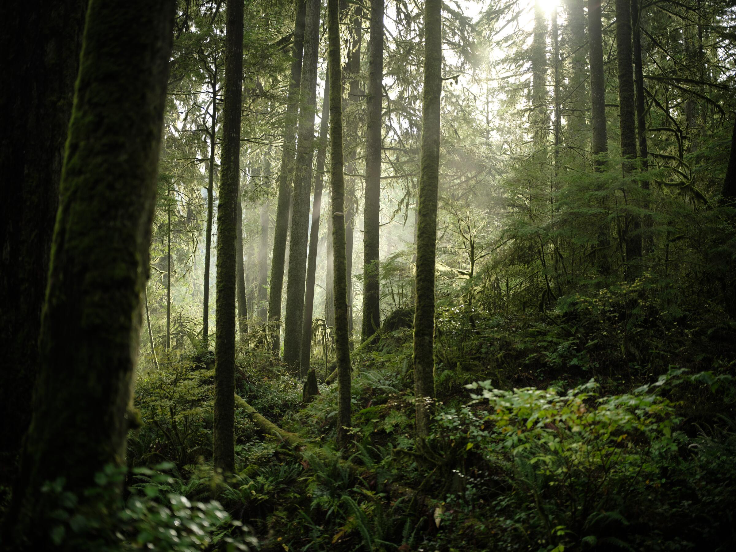 Gravel Guide Vancouver: Seymour Valley Loop