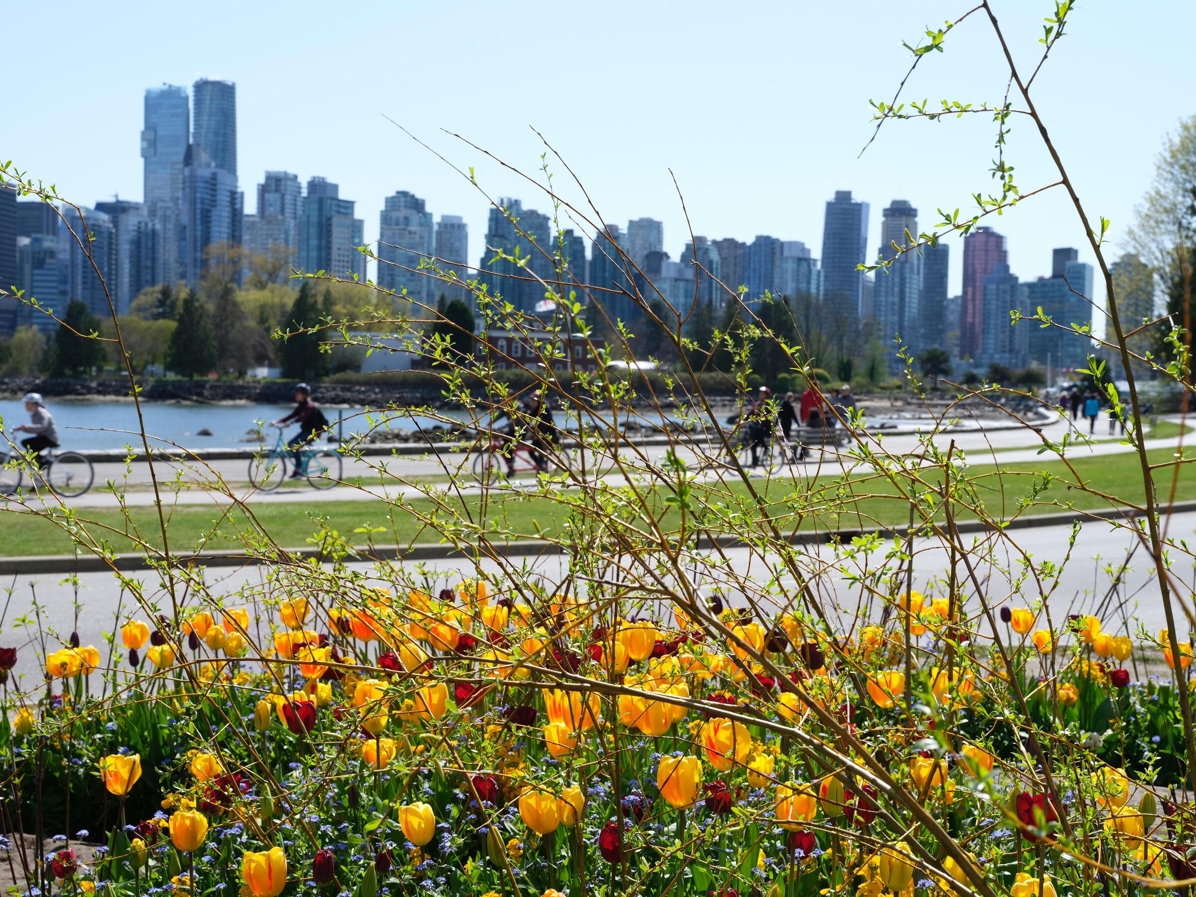 North Van Local's Lap