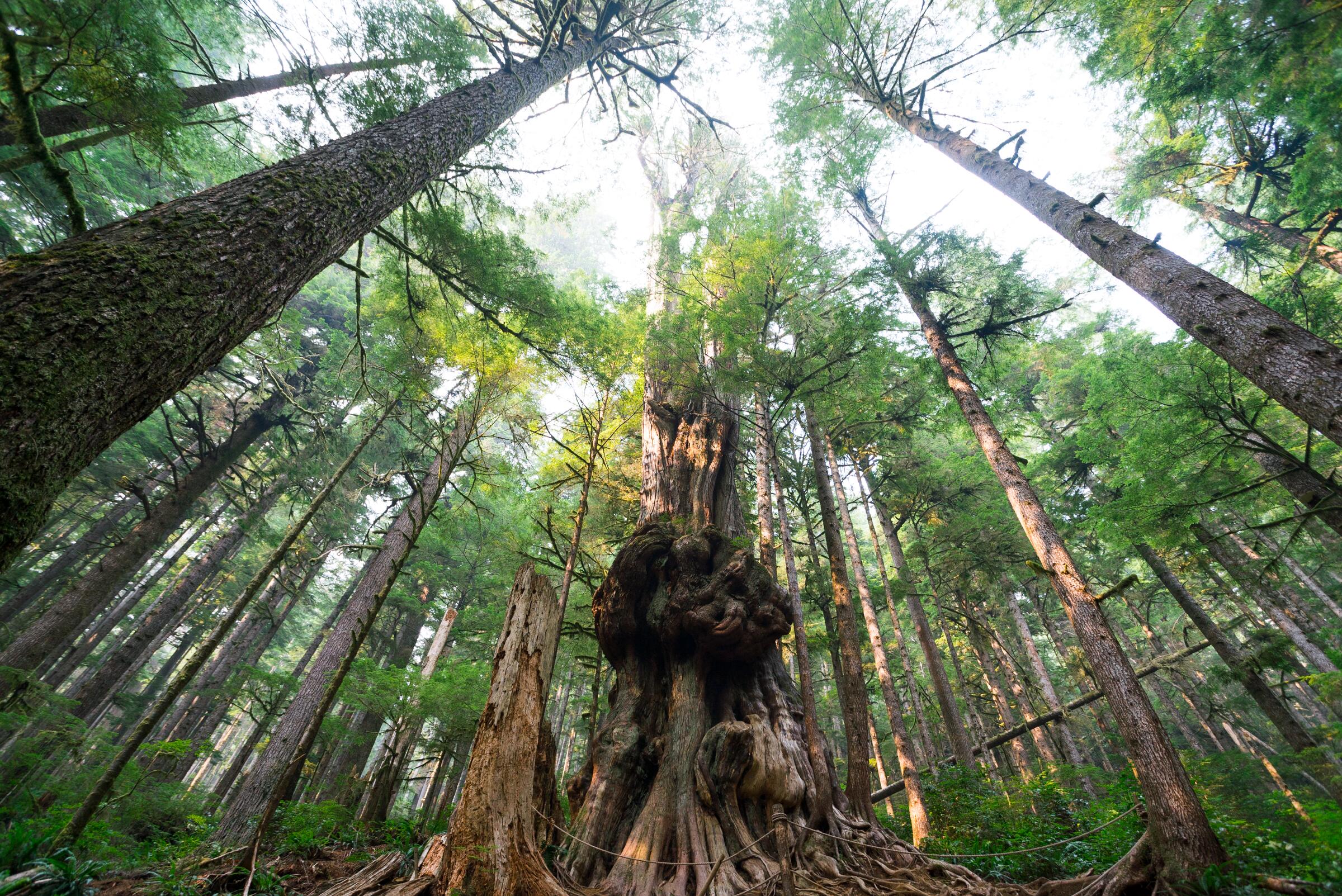 Gordon River & Tall Trees