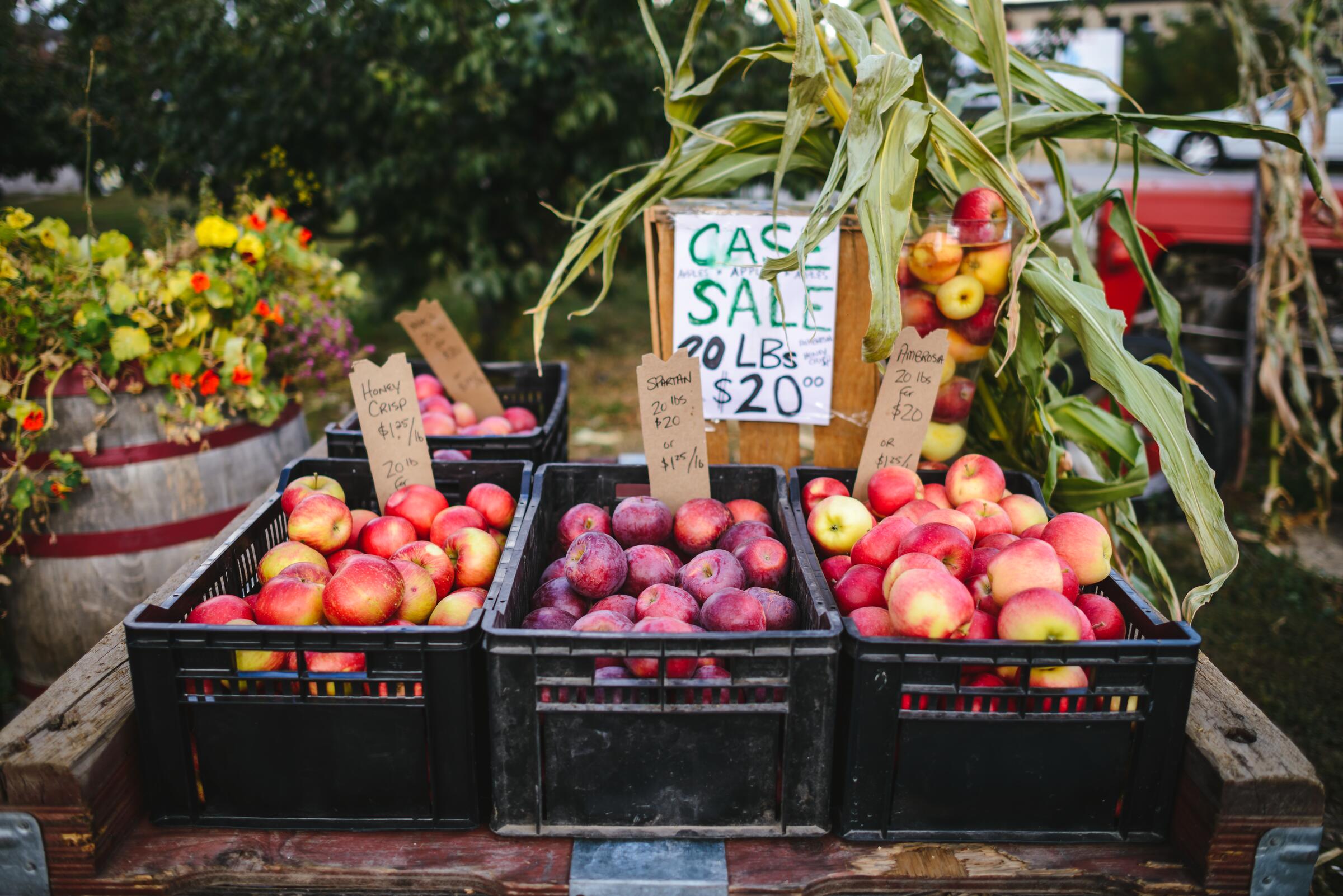 Crates of apples and dried corn stalks at a Kelowna farm stand, with a case-sale sign