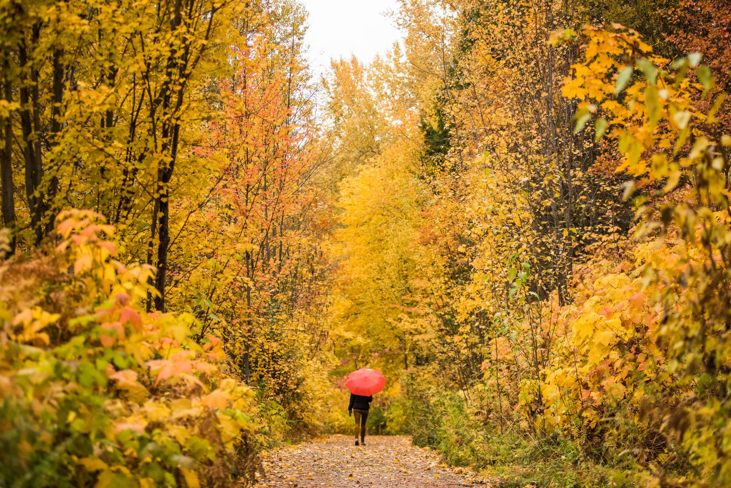 A tunnel of golden fall trees in Nelson