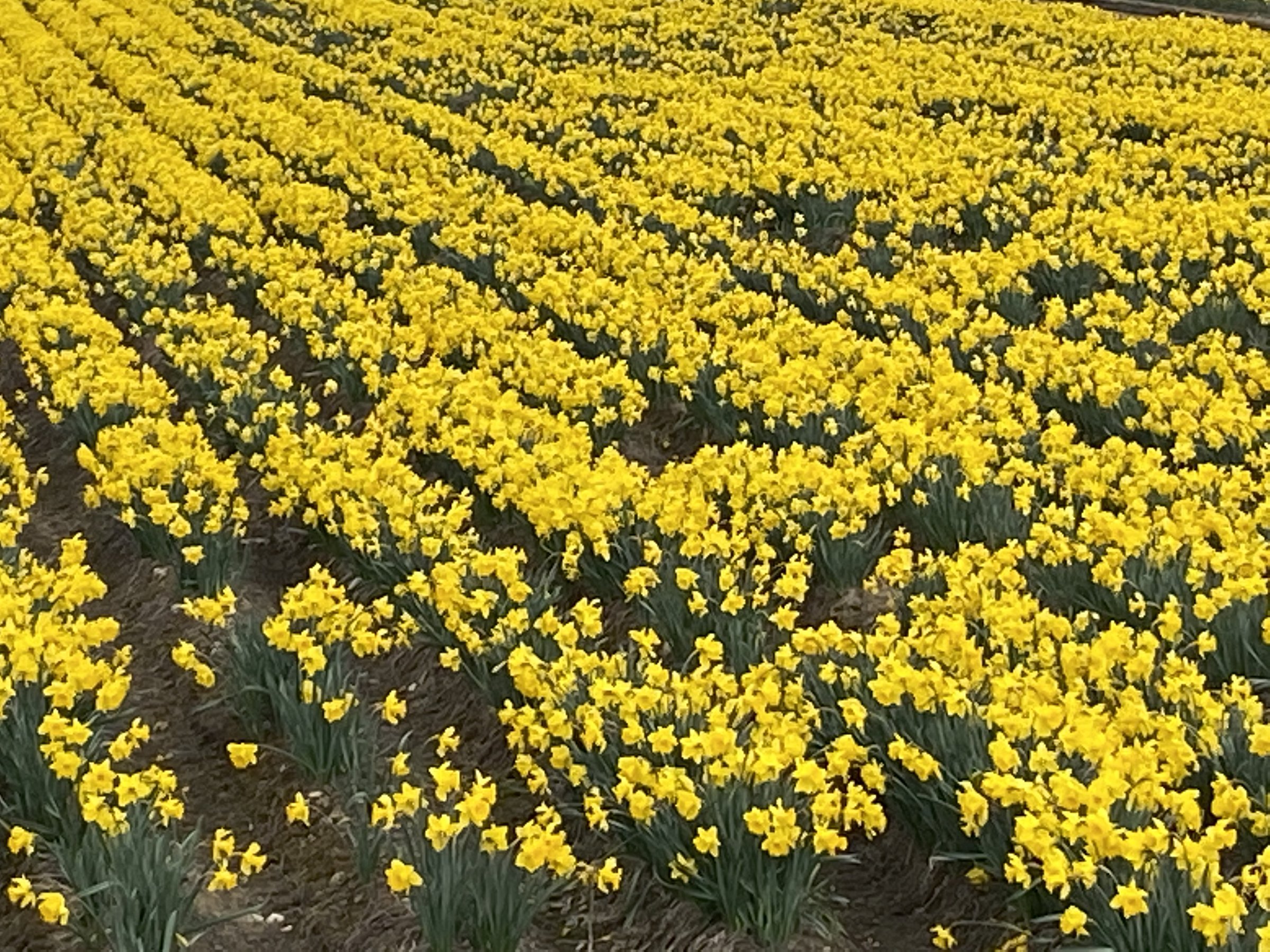 Saanich Centennial Trails
